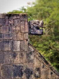 Close-up of an animal on wall