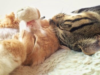 Close-up of cat sleeping