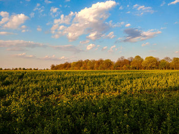 Scenic view of field against sky