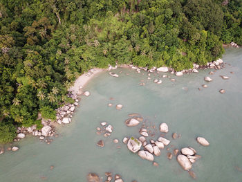 High angle view of plants by sea