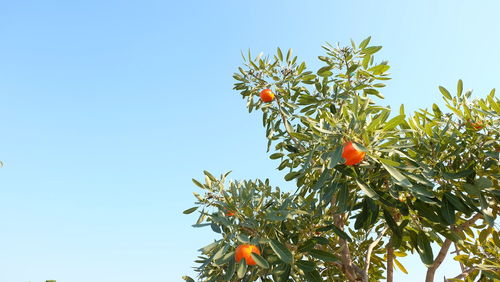 Low angle view of orange tree against sky