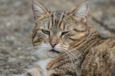 Close-up of cat with eyes closed