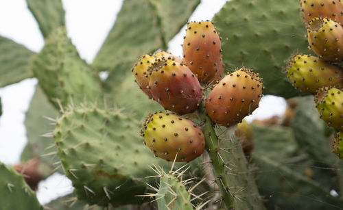 Close-up of prickly pear cactus