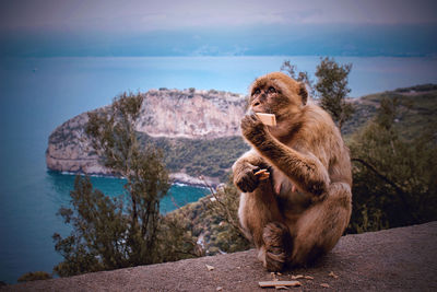 Monkey sitting on rock by sea against sky