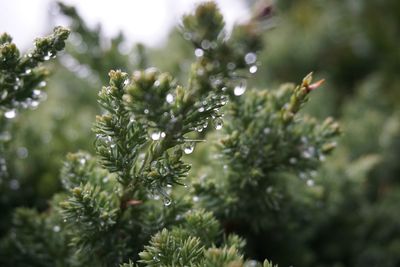 Close-up of raindrops on pine tree