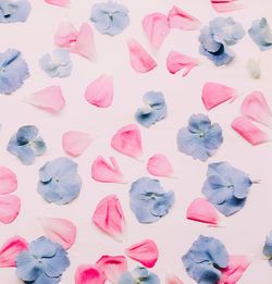 High angle view of pink petals on floor