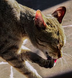 Close-up of a cat with eyes closed