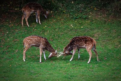 Deer fighting in grass
