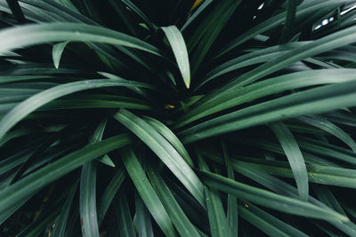 Full frame shot of palm leaf