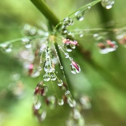 Close-up of water drops on plant