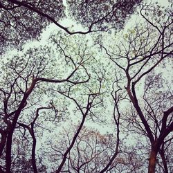 Low angle view of bare trees against sky