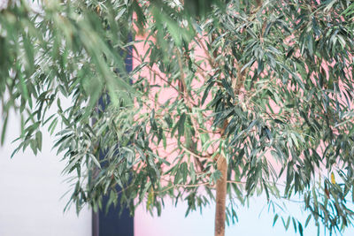 Low angle view of bamboo trees