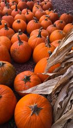 High angle view of pumpkins on autumn leaves