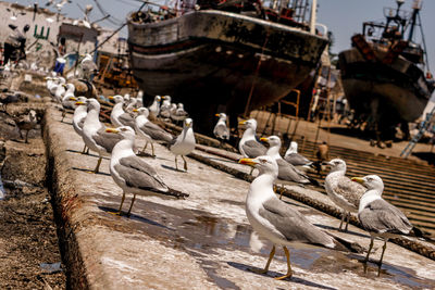 Flock of birds perching on boat