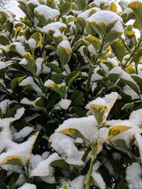 Close-up of snow covered plants