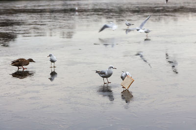 Birds perching on frozen lake in the winter 