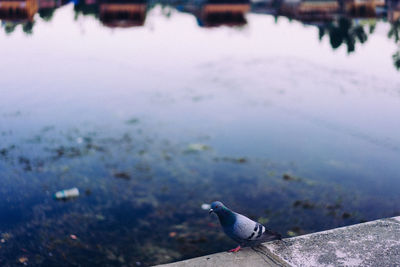 Seagull perching on a sea