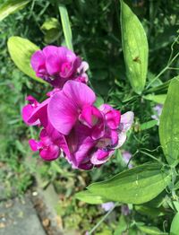 Close-up of pink flowers blooming outdoors