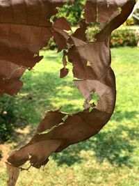 Close-up of tree trunk