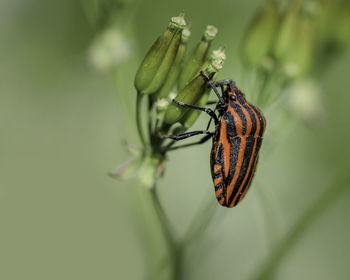 Close-up of butterfly on leaf