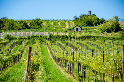 Scenic view of vineyard against clear sky