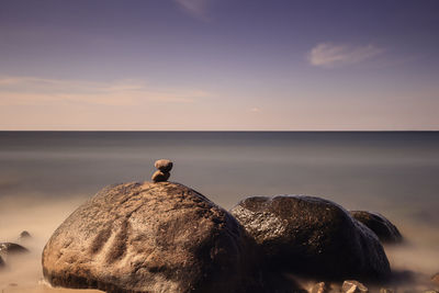 Bird perching on beach against sky during sunset