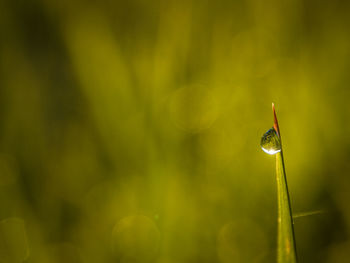 Close-up of insect on grass