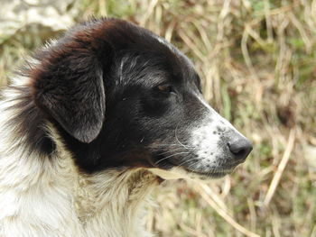 Close-up of dog looking away