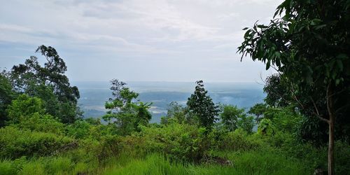 Scenic view of trees against sky