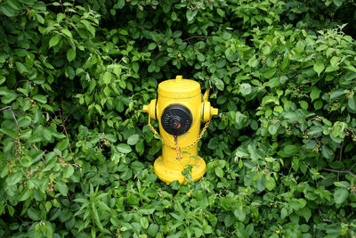 Yellow fire hydrant hiding in the undergrowth