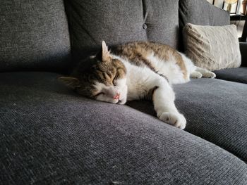 Cat sitting on sofa