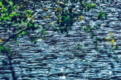Reflection of plants in water