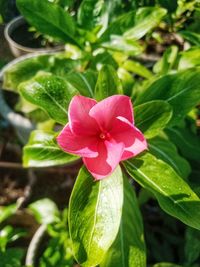 Close-up of pink flowering plant