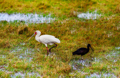 View of ducks in water