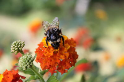 Close-up of butterfly on flower