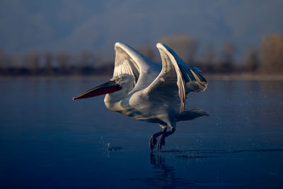 Bird flying over lake