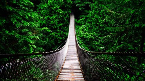 Footbridge amidst green trees