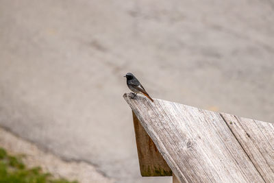 Close-up of bird perching on wooden post