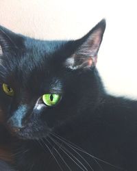 Close-up of black cat