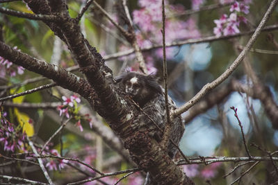 Low angle view of bird perching on tree