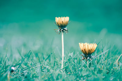 Close-up of flowering plant on field