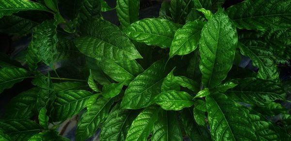 Full frame shot of green leaves