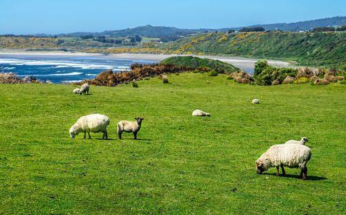 Sheep grazing in a field