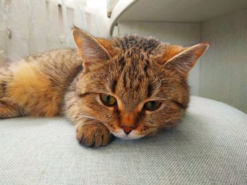 Close-up portrait of a cat