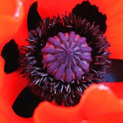 Close-up of red flower