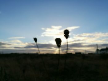 Silhouette plants growing on field against sky at sunset