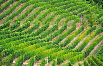 High angle view of vineyard