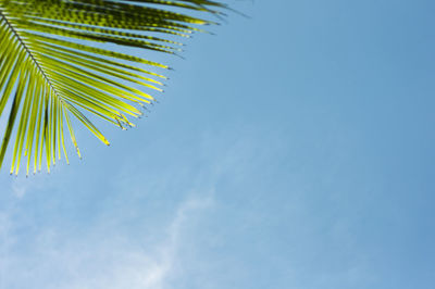 Low angle view of palm tree against sky