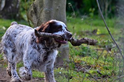 Dog looking away on field