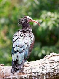 Close-up of bird perching on tree